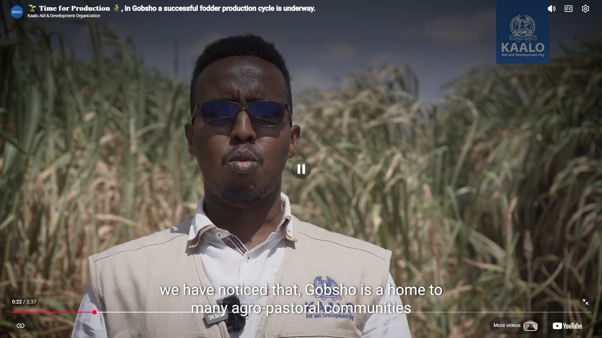 Time for Production, in Gobsho a successful fodder production cycle is underway.